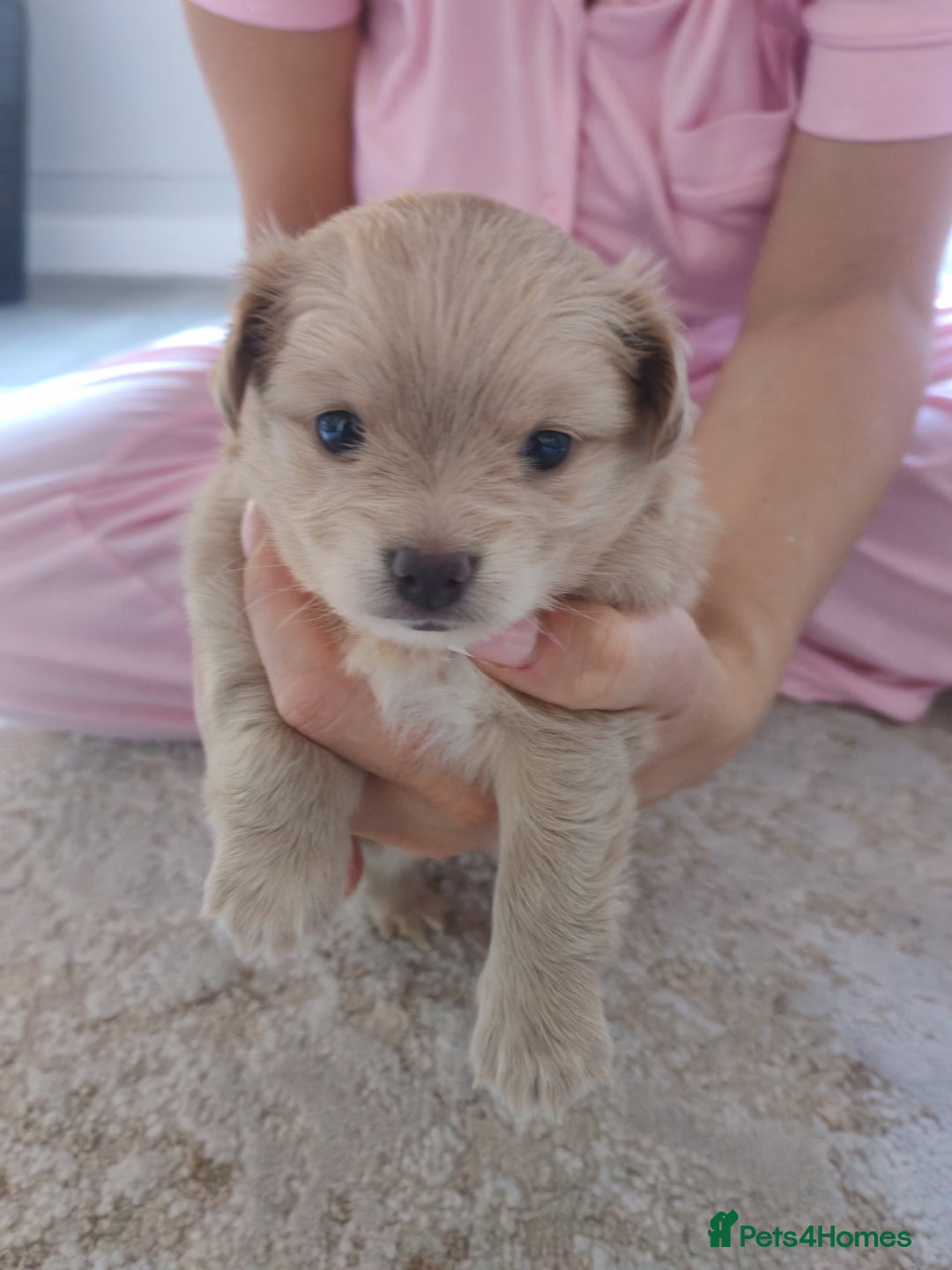 Pomchi dogs for sale: Beautiful Pomchi little girl only one in litter.   - Advert 1