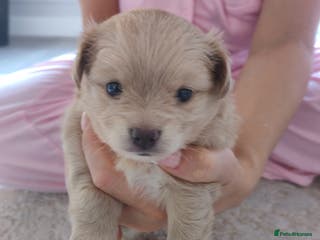 Pomchi dogs Beautiful Pomchi little girl only one in litter. - Advert 2