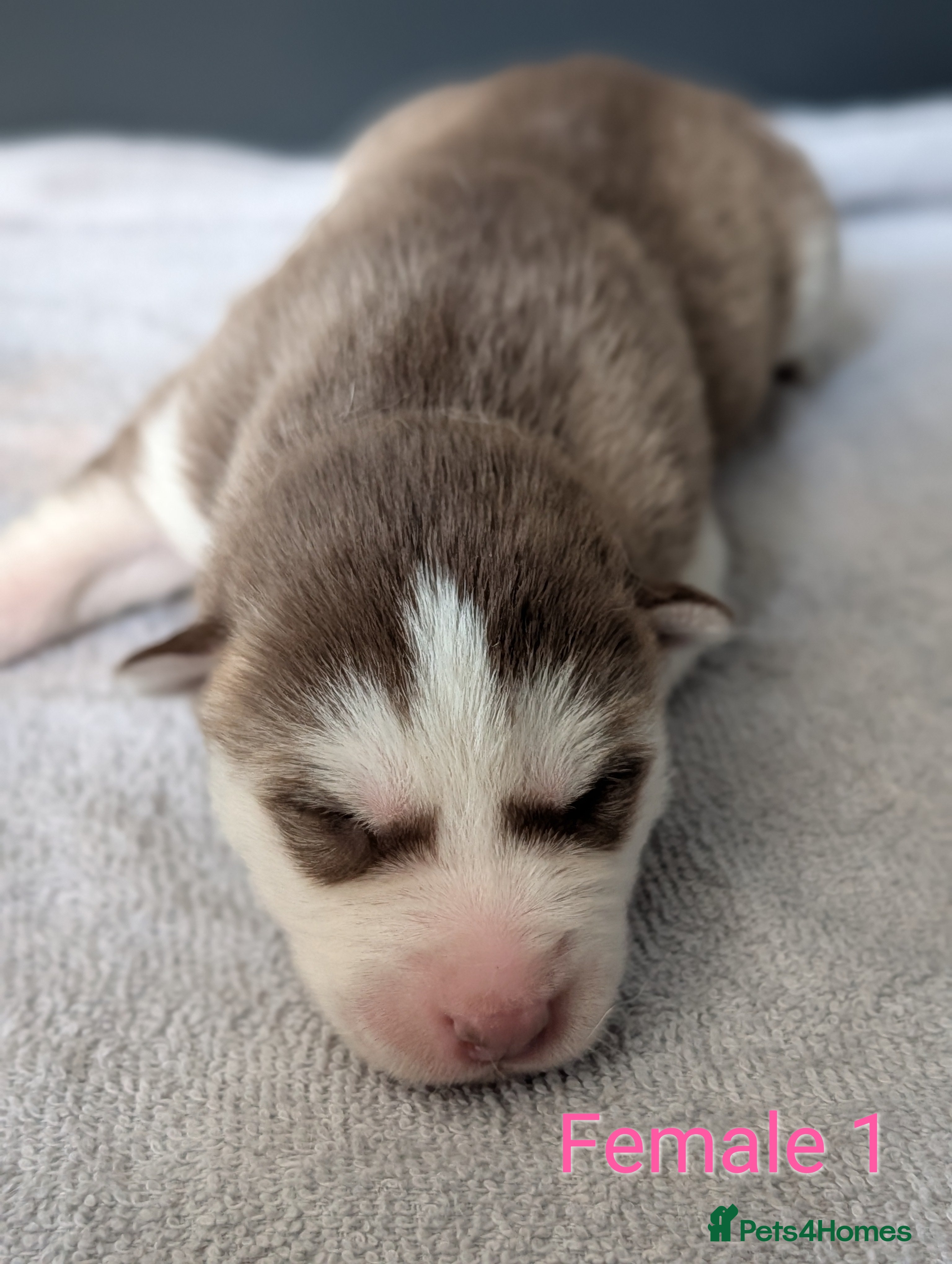 Siberian Husky dogs Beautiful Siberian Husky  - Advert 2