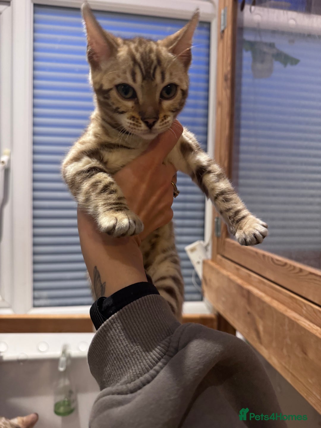 Bengal cats for sale: Mink Female Bengal Kitten. Ready to Leave 9/1/26 - Advert 4