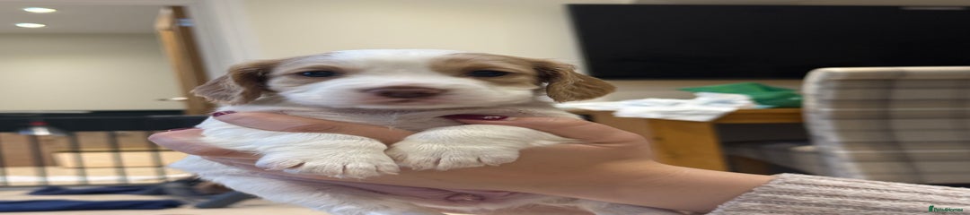 Cocker Spaniel - Lemon