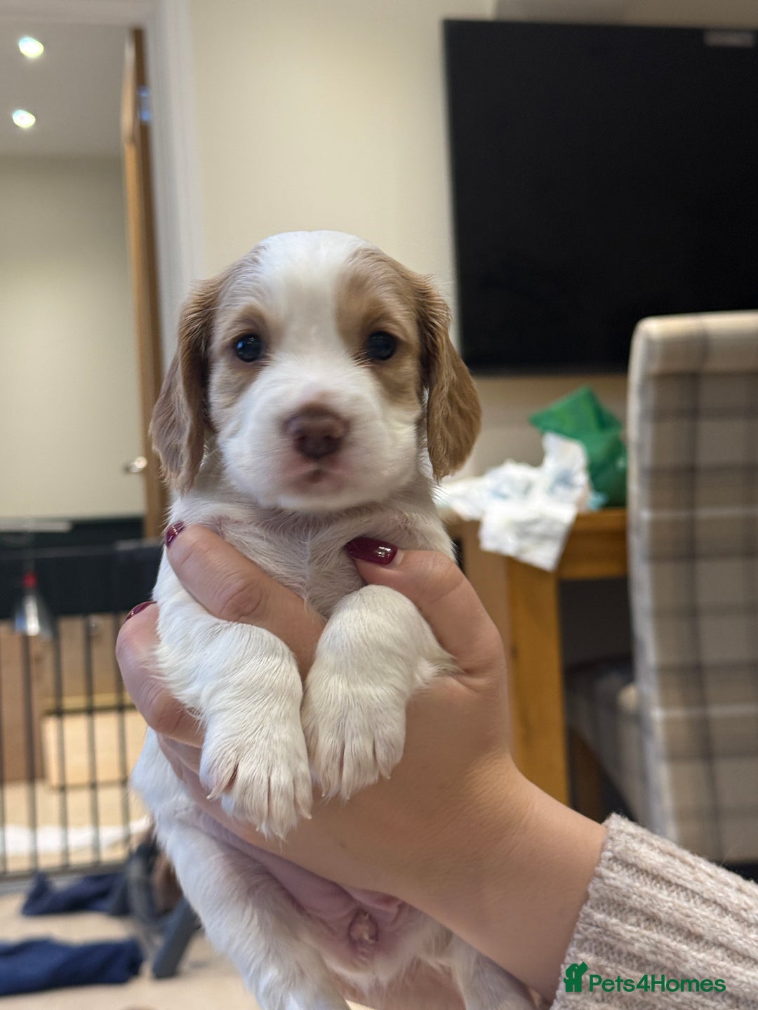 Cocker Spaniel dogs for sale: Working Cocker Spaniel Puppies - Image 1