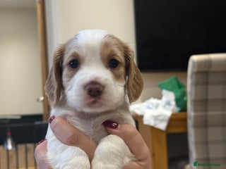 Cocker Spaniel dogs - Advert 35