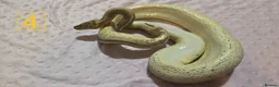 Python Snake reptiles for sale: rehoming/ breeding snakes - Advert 11