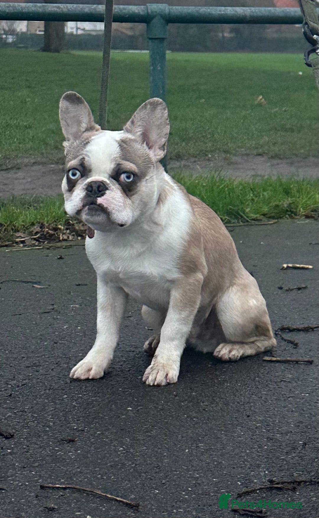 French Bulldog dogs for sale: Kc Reg Panda Husky Male French Bulldog for Sale - Advert 3