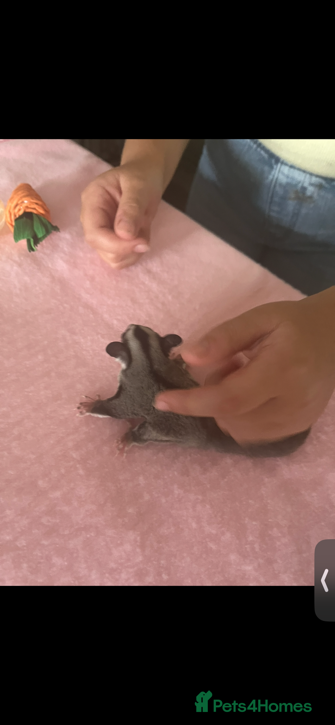 Sugar Glider rodents for sale: Grey friendly Boy  - Image 5