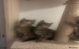 Maine Coon cats for sale: Beautiful tabby Maine Coon X kittens  - Image 9