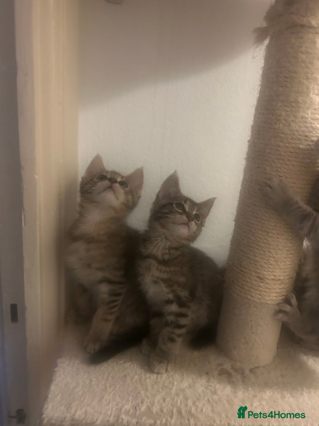 Maine Coon cats for sale: Beautiful tabby Maine Coon X kittens  - Image 9
