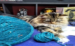 Mixed Breed cats for sale: Maine coon mix Girls💜 - Image 12