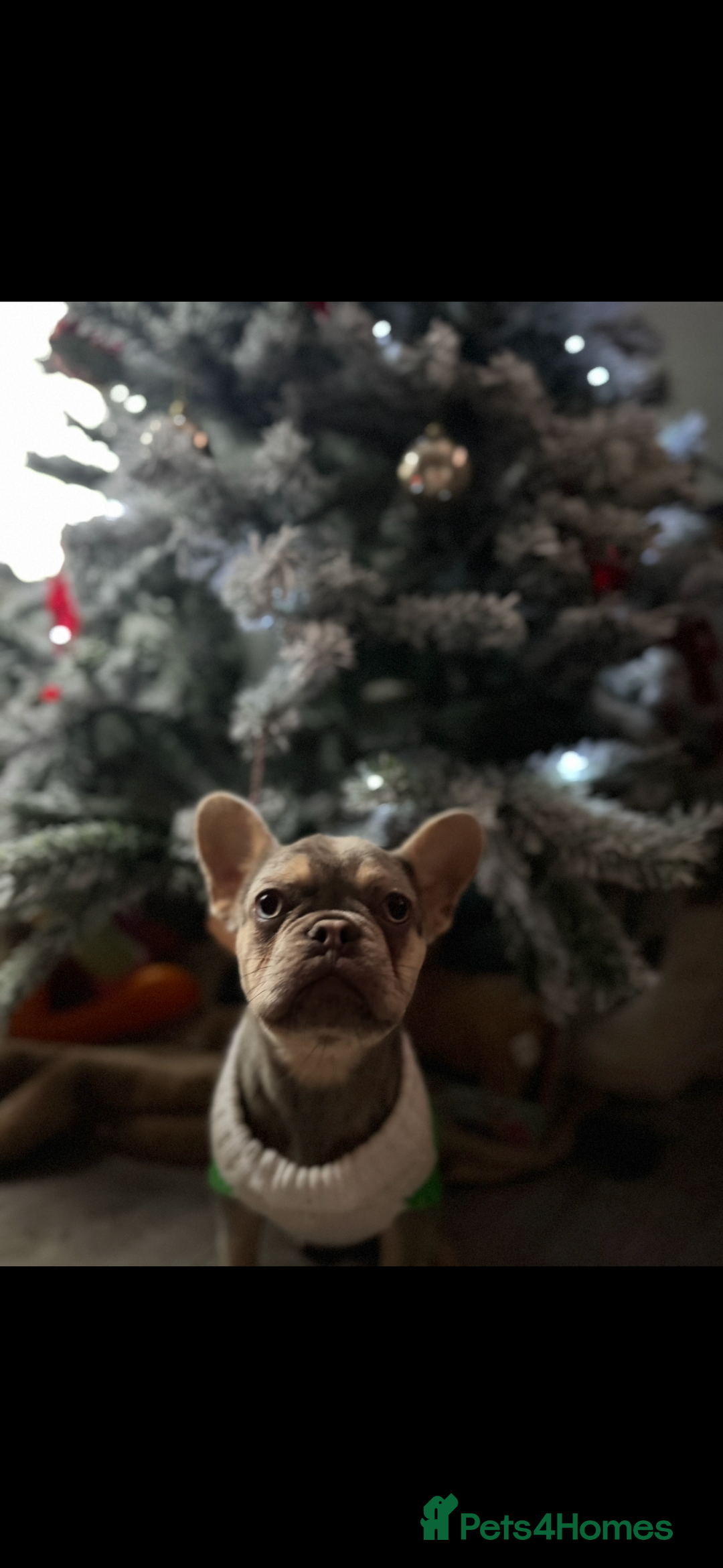 French Bulldog dogs for sale: Merle French Bulldog Female - Advert 3