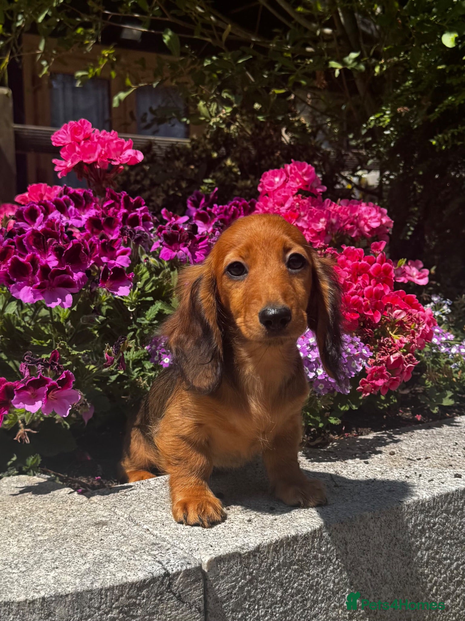 Miniature Dachshund dogs Miniature longhaired Dachshunds kc reg PRA clear - Advert 1