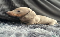 Dachshund dogs for sale: GORGEOUS DACHSHUNDS PUPPIES - Image 14
