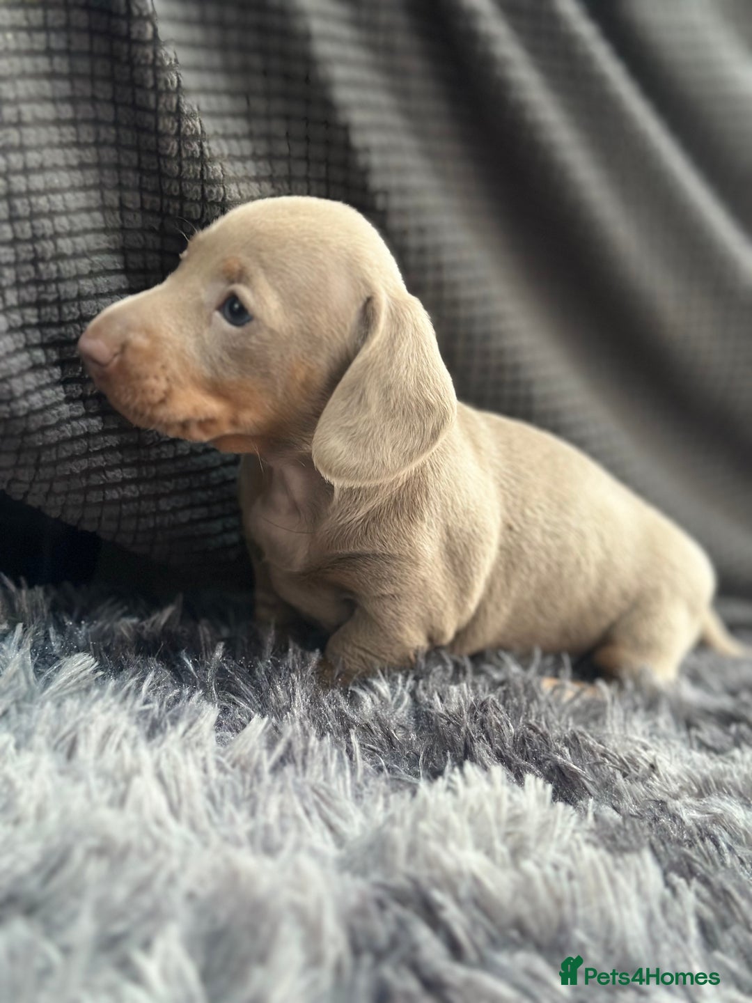 Dachshund dogs for sale: GORGEOUS DACHSHUNDS PUPPIES - Image 14