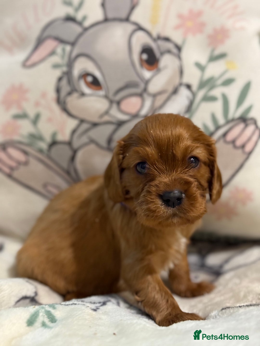 Cavalier King Charles Spaniel dogs for sale: Stunning DNA clear cavalier pups ready 2026 - Advert 11
