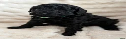 Miniature Poodle dogs for sale: Miniature Poodle - Advert 1