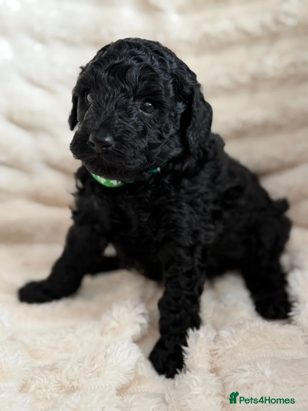 Miniature Poodle dogs for sale: Miniature Poodle - Advert 1