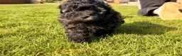 Cavapoochon dogs for sale: Handsome toy Cavapoochon puppies - Advert 13