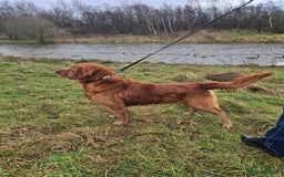 Golden Retriever dogs for stud: Gorgeous KC registered Golden Retriever stud dog  in Chesterfield - Image 1