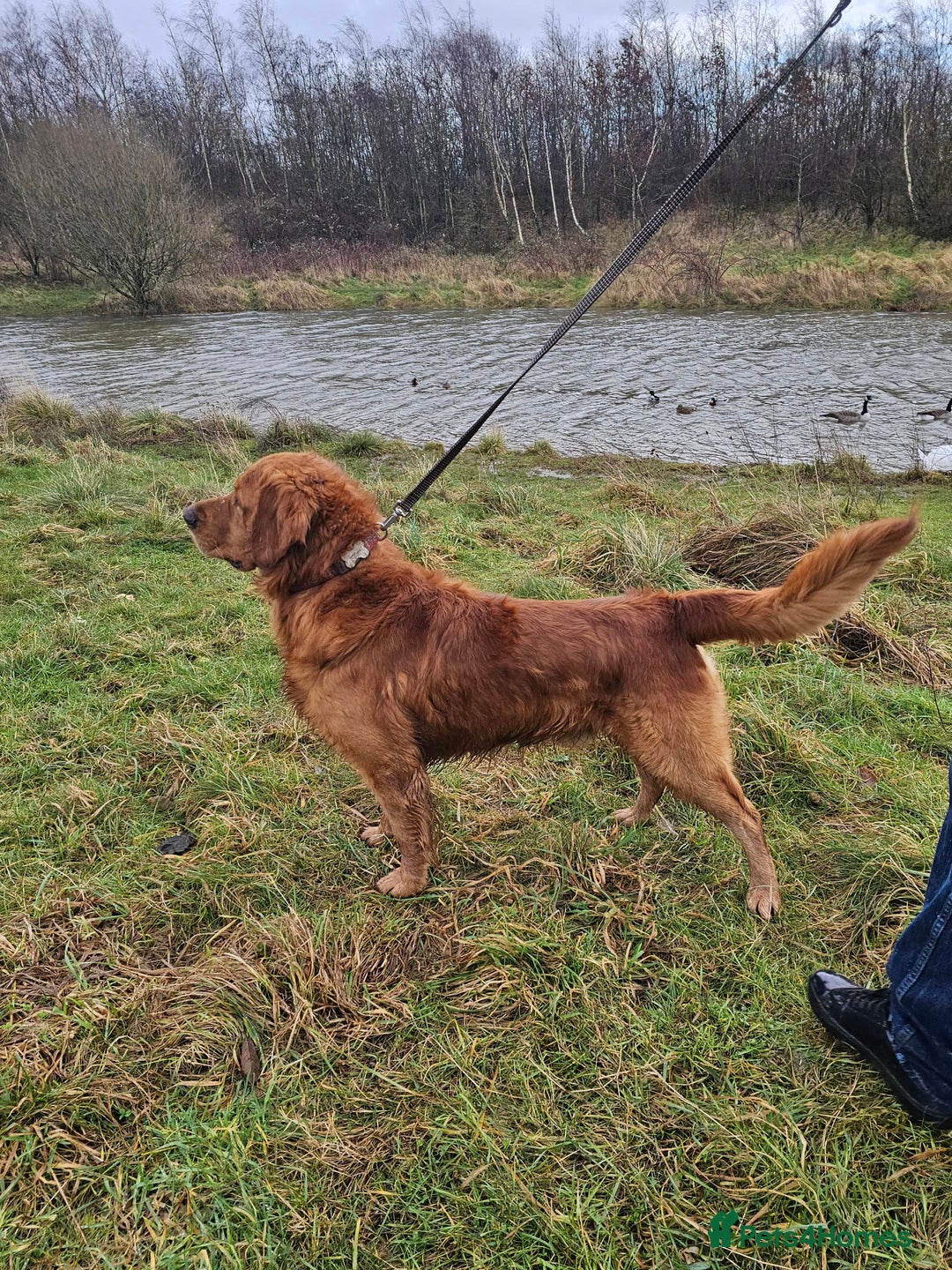 Golden Retriever dogs for stud: Gorgeous KC registered Golden Retriever stud dog  in Chesterfield - Image 1