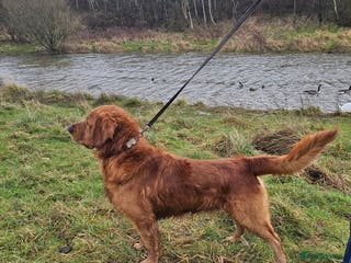 Golden Retriever dogs Gorgeous KC registered Golden Retriever stud dog in Chesterfield - Advert 6