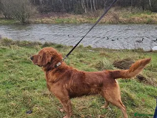 Golden Retriever dogs Gorgeous KC registered Golden Retriever stud dog in Chesterfield - Advert 22