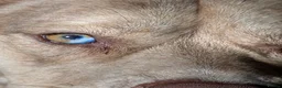 Mixed Breed dogs for sale: American staff cross husky  in Worcester Park - Advert 2