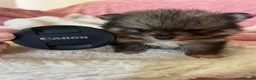 Pomsky dogs for sale: Pomsky Puppies (3) - Advert 20