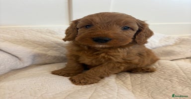 Cockapoo dogs - Advert 2