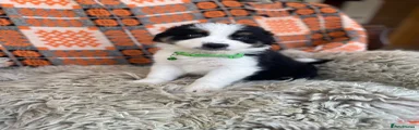 Australian Shepherd 4