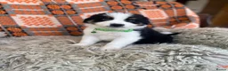 Australian Shepherd dogs for sale: Boys and girls available  - Advert 7