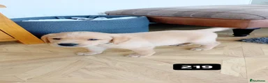 Labrador Retriever Puppy 2