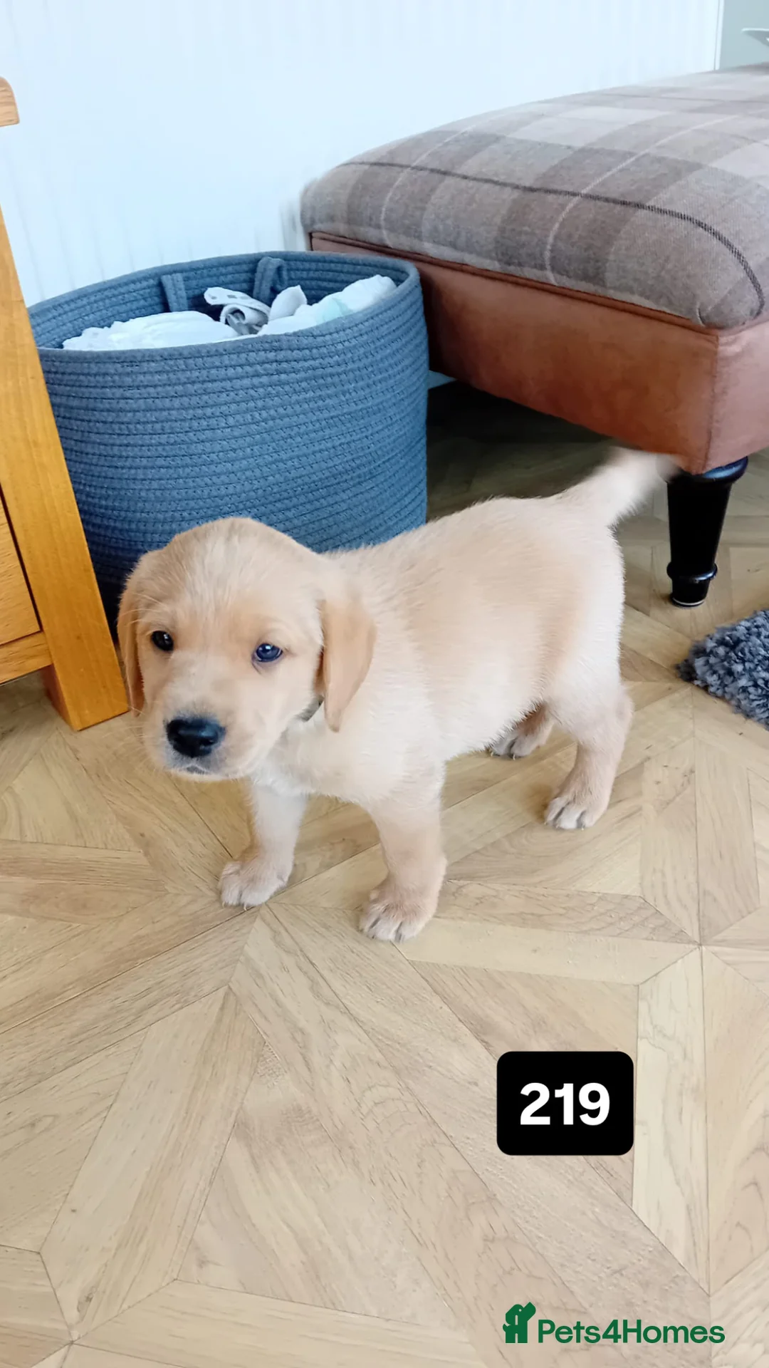 Labrador Retriever dogs for sale: Beautiful KC Golden Labrador Puppies for Sale - Advert 1