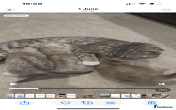 Scottish Fold cats for sale: Scottish fold female pick of litter - Image 3