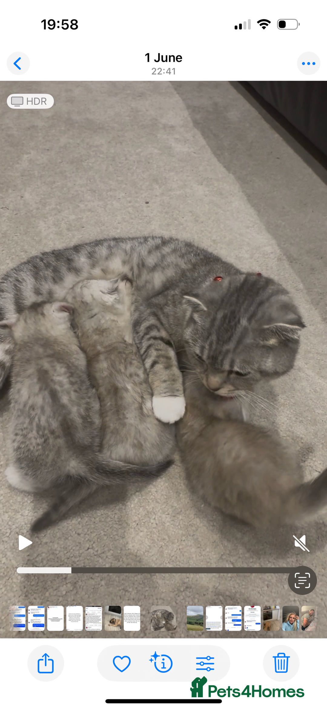 Scottish Fold cats for sale: Scottish fold female pick of litter - Image 3