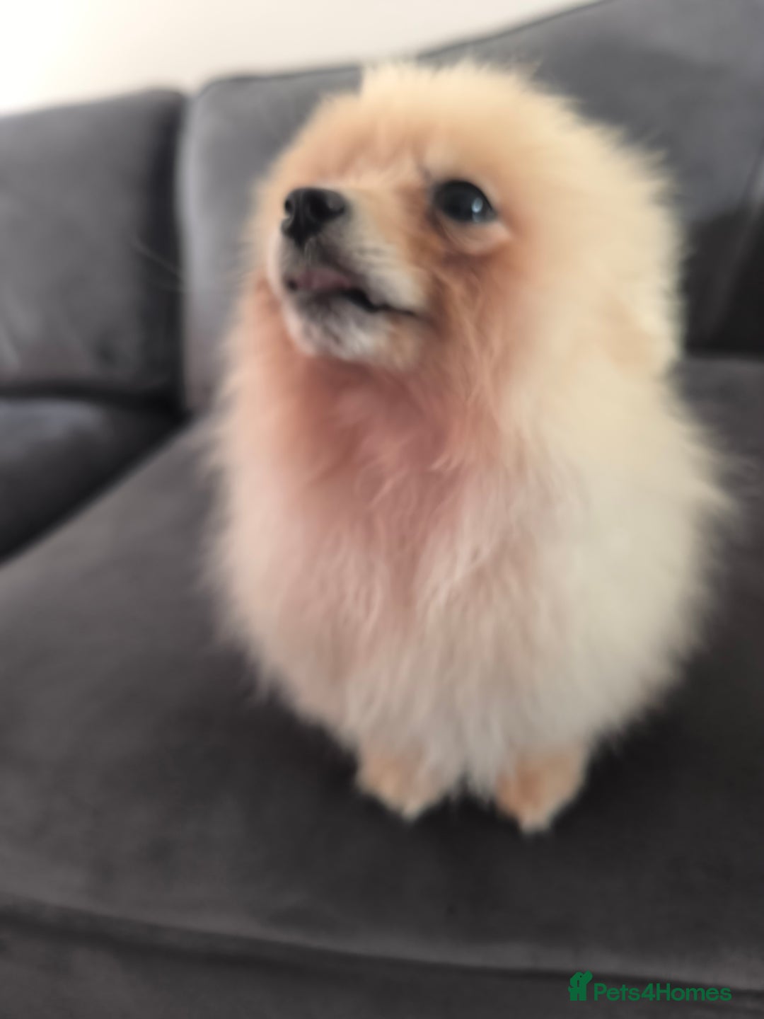 Pomeranian dogs for sale: Male Pomeranian  - Image 3
