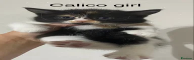 Calico girl 
