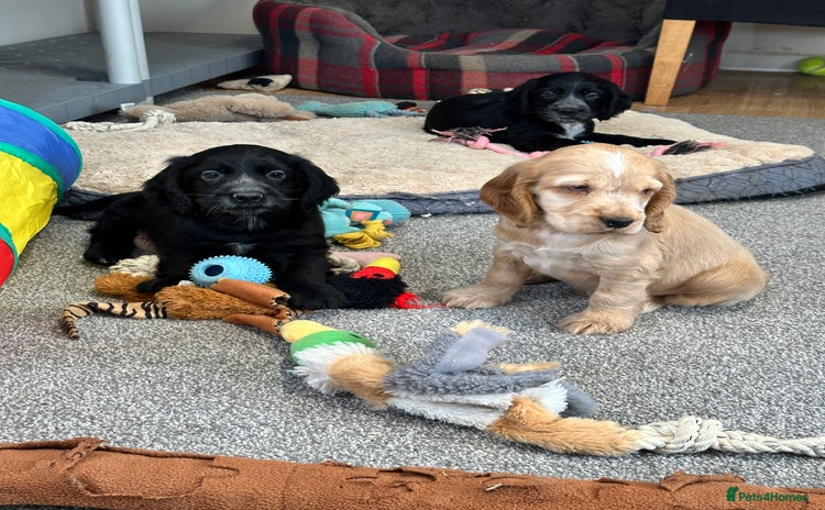 Cocker Spaniel dogs - Advert 1