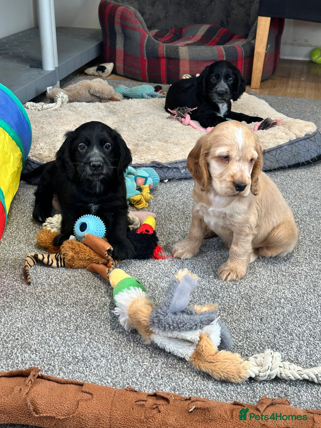 Cocker Spaniel dogs for sale: Handsome cocker spaniel boys - Image 1