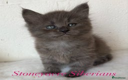 Siberian cats for sale: Siberian  in Southport - Image 2