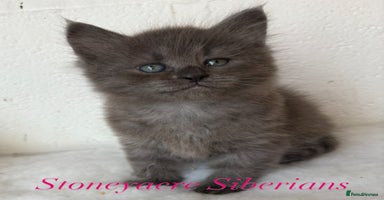 Siberian cats in Southport - Advert 8