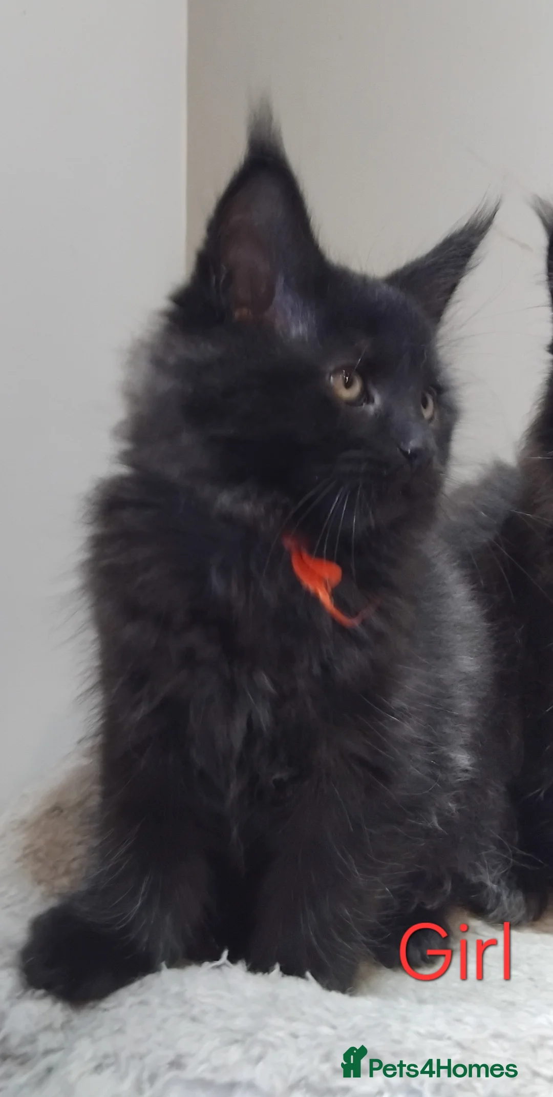 Maine Coon cats for sale: Maine coons kittens black grey tabbys.  - Advert 2