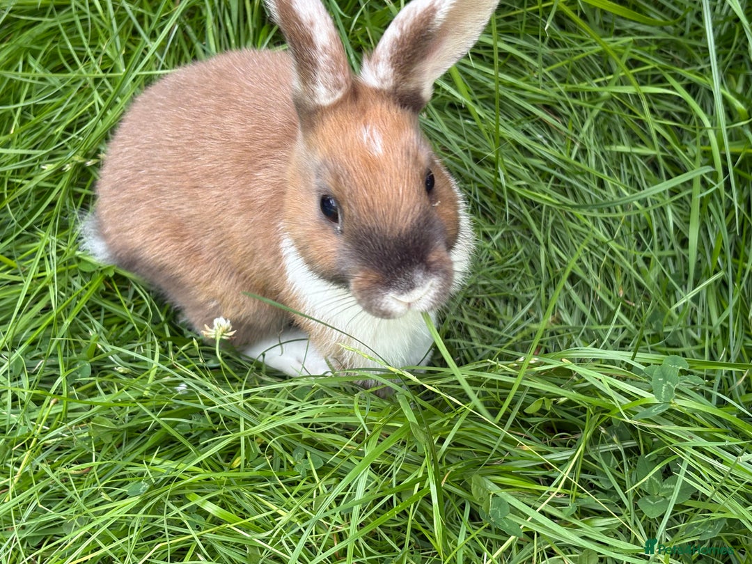 Mixed Breed rabbits for sale: Rex-lop cross bunnies only 3 left - Image 9
