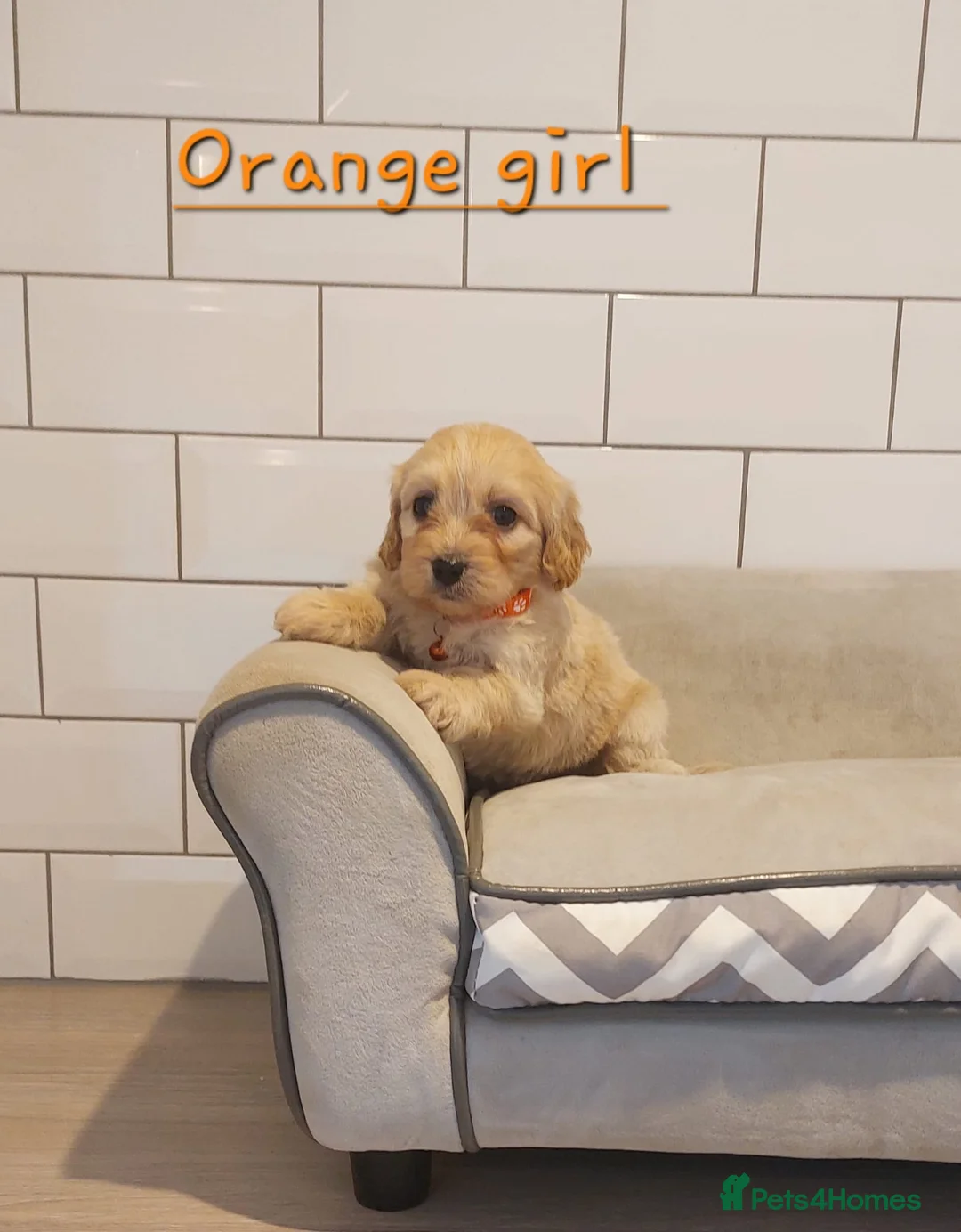 Cavachon dogs for sale: Beautiful Cavachon puppies 💕 - Advert 8