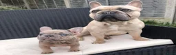 French Bulldog dogs for stud: Blue and tan quad merle in Sheffield - Advert 20