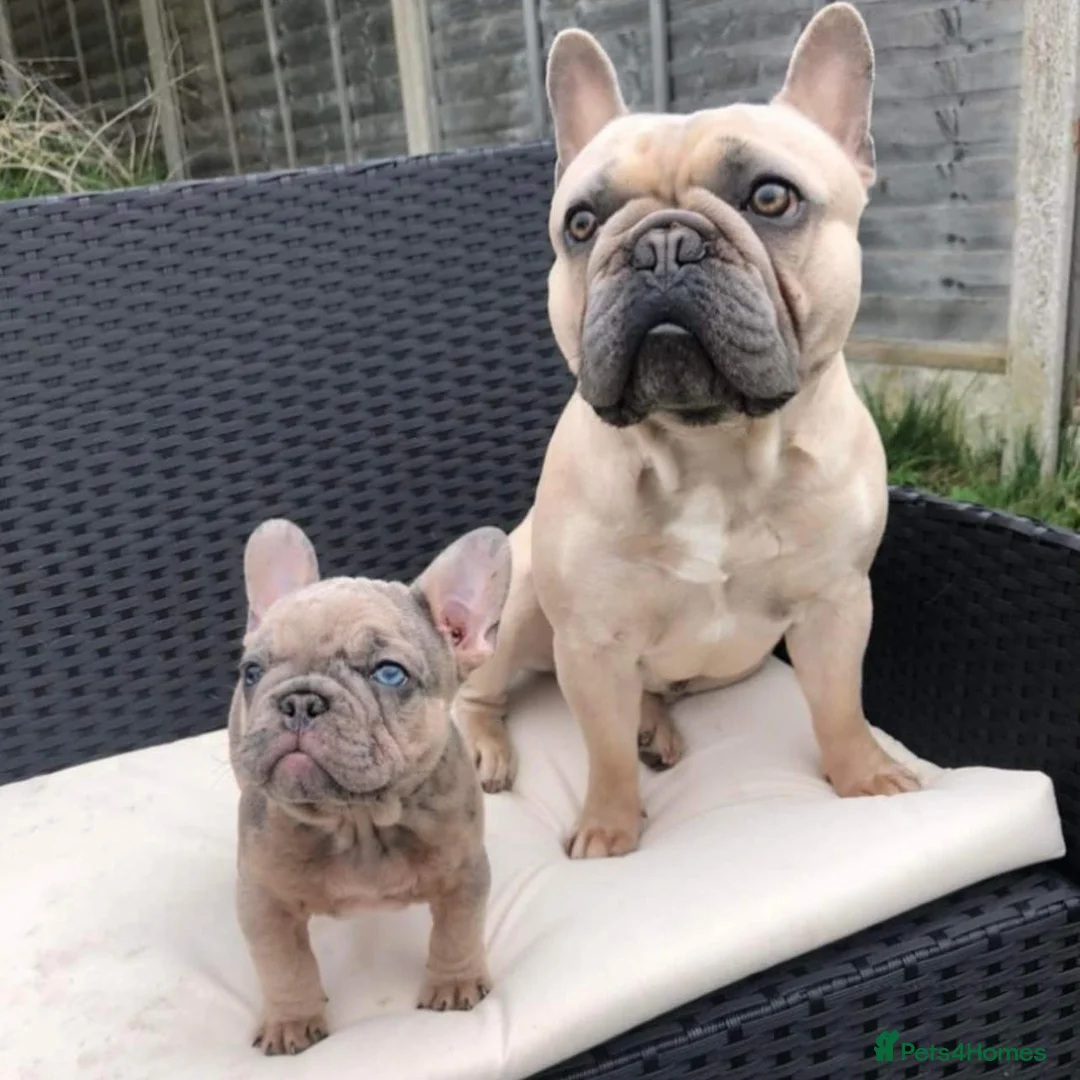 French Bulldog dogs for stud: Blue and tan quad merle in Sheffield - Advert 20