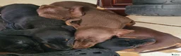Dachshund dogs for sale: Gorgeous Dachshund Pups in Liverpool - Advert 4
