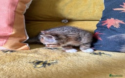 Mixed Breed cats for sale: Kittens for sale - Image 2
