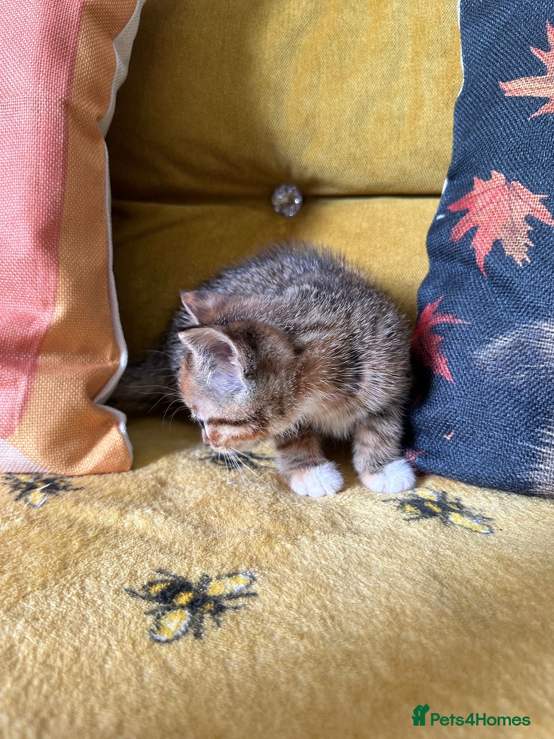 Mixed Breed cats for sale: Kittens for sale - Image 2