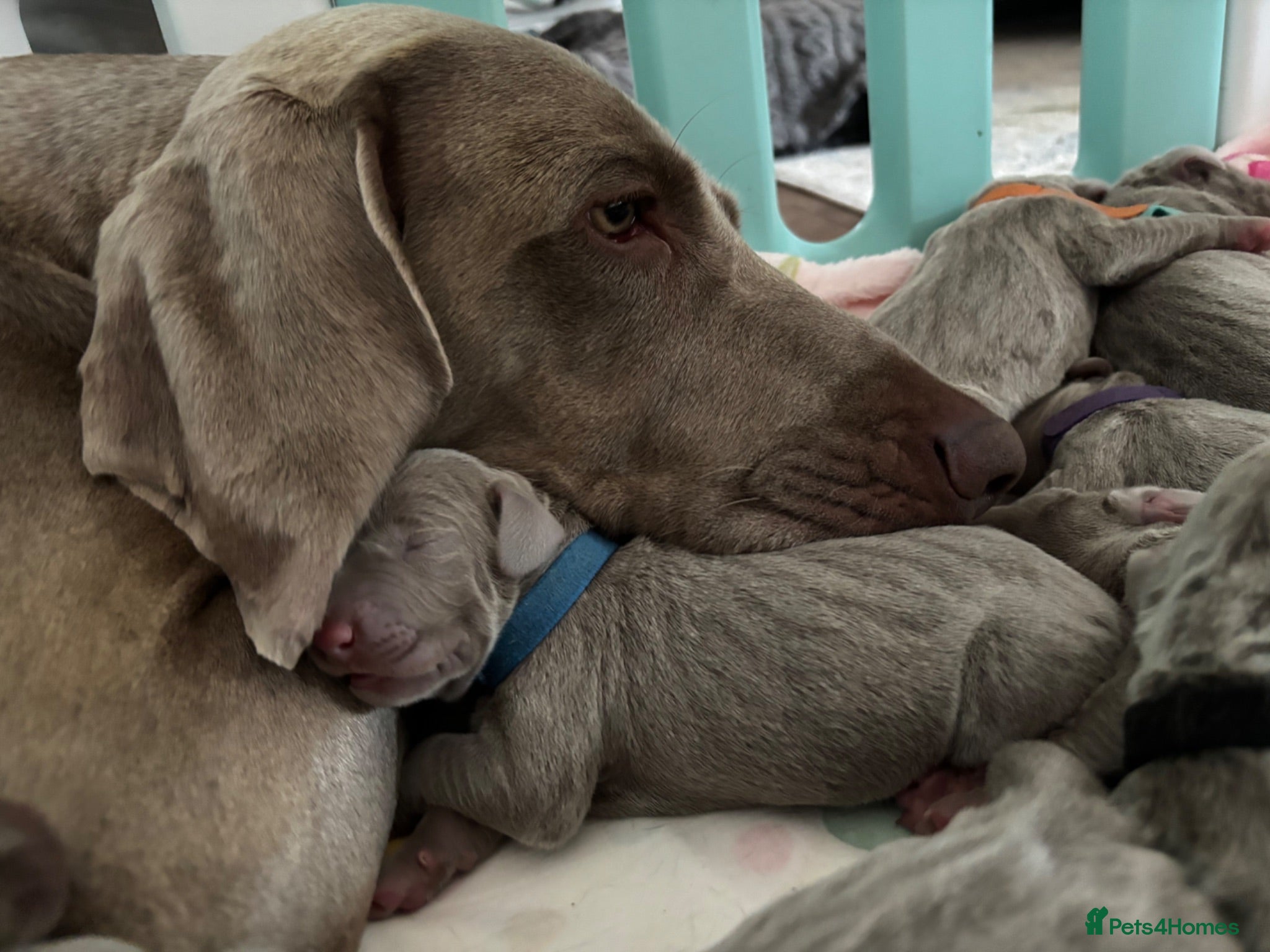 Weimaraner dogs 🩷Beautiful Silver KC Registered Weimaraner’s🩵 - Advert 1