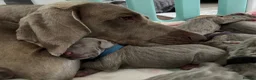 Weimaraner dogs for sale: 🩷Beautiful Silver KC Registered Weimaraner’s🩵 - Advert 1